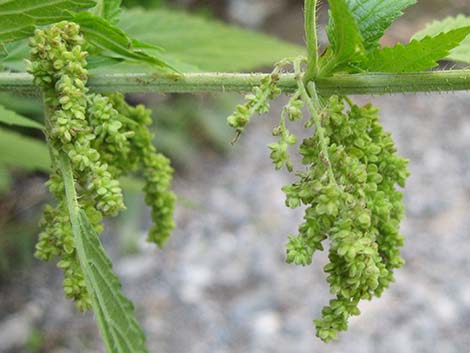 Stinging Nettle (Urtica dioica spp. holosericea)