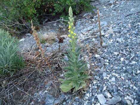 Common Mullein (Verbascum thapsus)