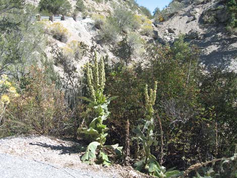 Common Mullein (Verbascum thapsus)