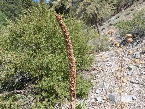 Common Mullein (Verbascum thapsus)