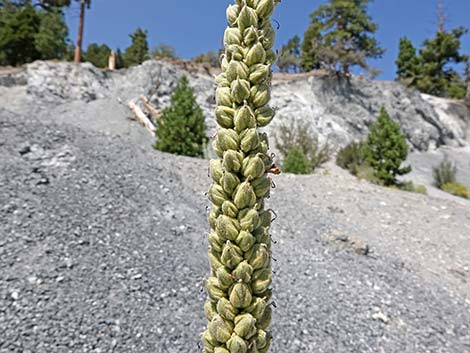 Common Mullein (Verbascum thapsus)