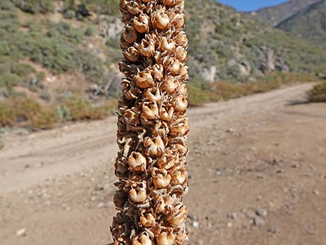 Common Mullein (Verbascum thapsus)