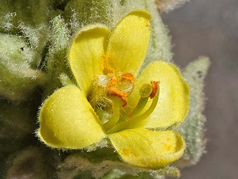 Common Mullein (Verbascum thapsus)