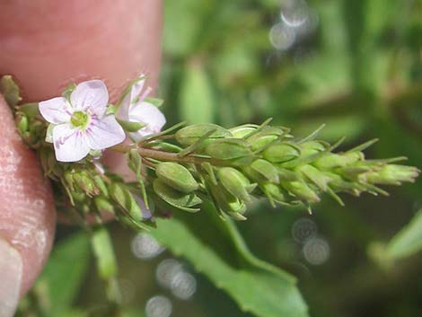 Water Speedwell (Veronica anagallis-aquatica)