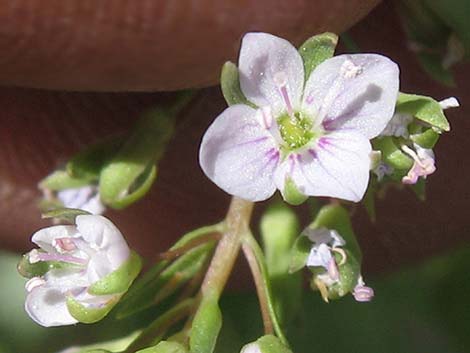 Water Speedwell (Veronica anagallis-aquatica)