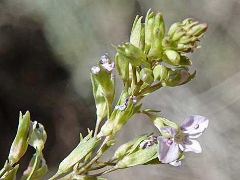 Water Speedwell (Veronica anagallis-aquatica)