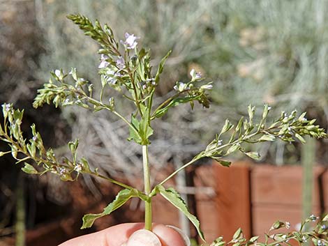 Water Speedwell (Veronica anagallis-aquatica)