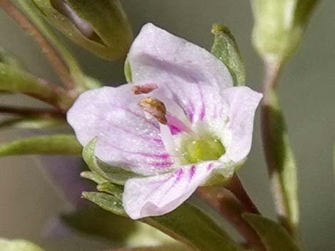 Water Speedwell (Veronica anagallis-aquatica)