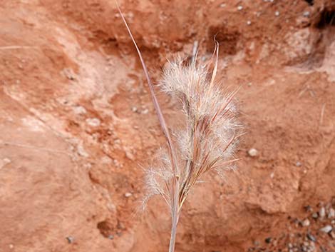 Southwestern Bushy Bluestem (Andropogon eremicus)