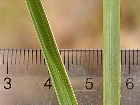 Southwestern Bushy Bluestem (Andropogon eremicus)