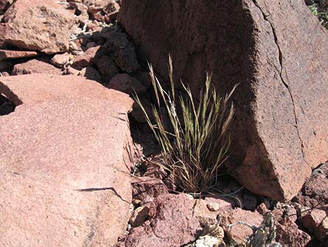 Purple Threeawn (Aristida purpurea)