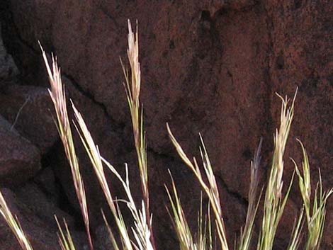 Purple Threeawn (Aristida purpurea)