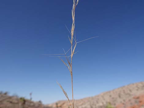 Purple Threeawn (Aristida purpurea)