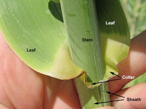 Giant Reed (Arundo donax)