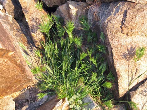 Red Brome Grass (Bromus rubens)