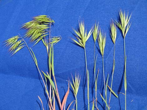 Red Brome Grass (Bromus rubens)