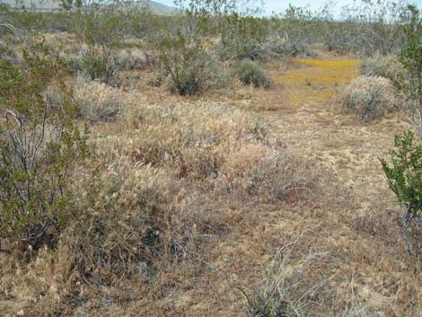 Red Brome Grass (Bromus rubens)