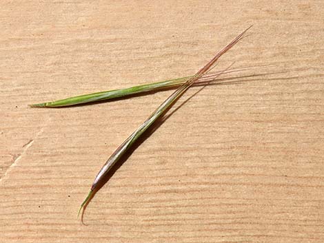 Red Brome Grass (Bromus rubens)