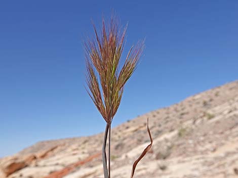 Red Brome Grass (Bromus rubens)