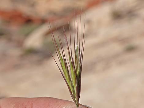 Red Brome Grass (Bromus rubens)