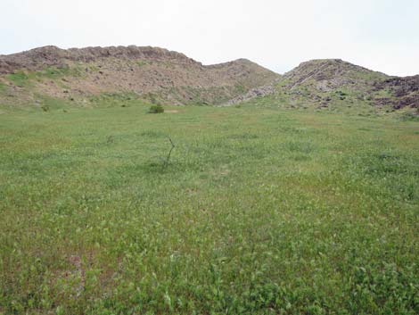 Red Brome Grass (Bromus rubens)