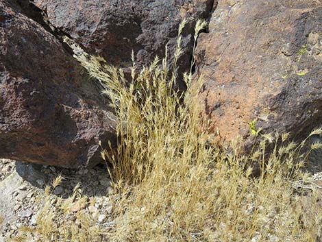 Red Brome Grass (Bromus rubens)