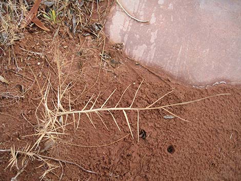 Saltgrass (Distichlis spicata)