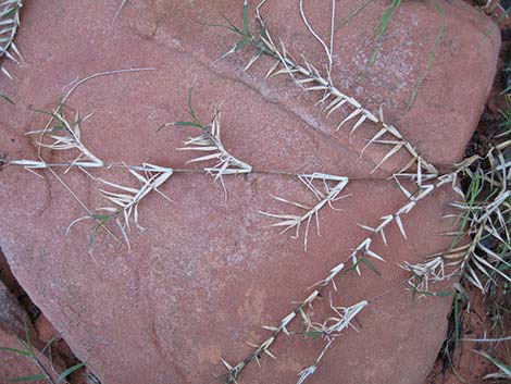 Saltgrass (Distichlis spicata)