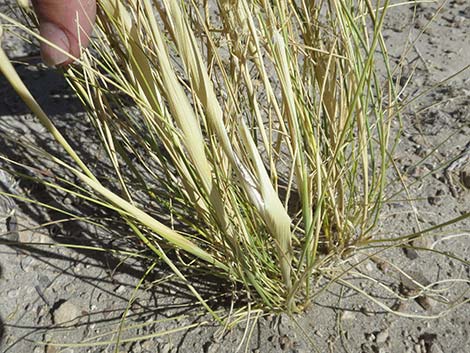 Sand Ricegrass (Achnatherum hymenoides)