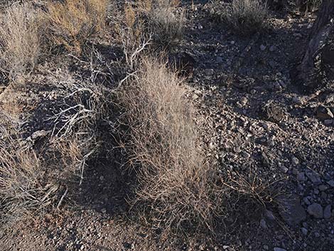 Bush Muhly Grass (Muhlenbergia porteri)