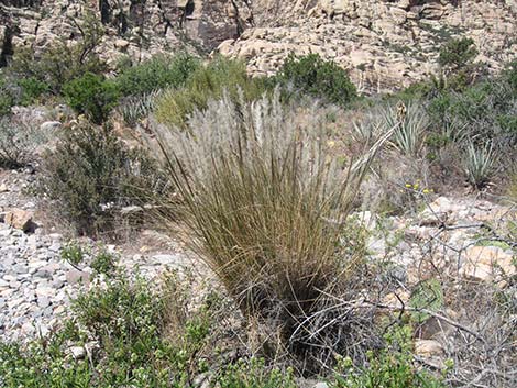 Desert Needlegrass (Achnatherum speciosum)