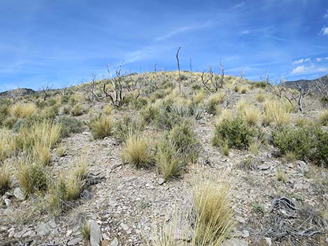 Desert Needlegrass (Achnatherum speciosum)