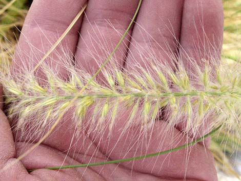 Fountain Grass (Pennisetum setaceum)