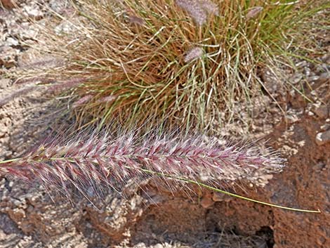 Fountain Grass (Pennisetum setaceum)