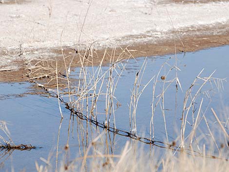 Common Reed (Phragmites australis)