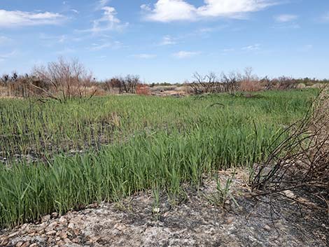 Common Reed (Phragmites australis)