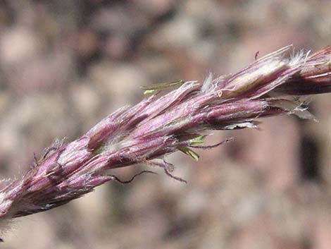 Big Galleta Grass (Hilaria rigida)