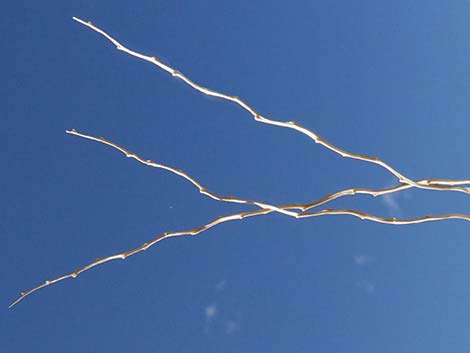 Big Galleta Grass (Hilaria rigida)