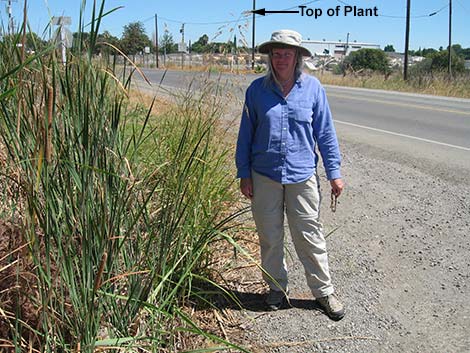 Johnsongrass (Sorghum halepense)