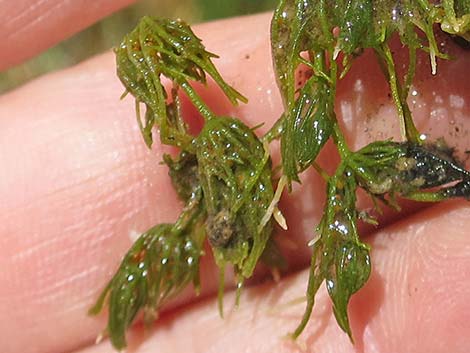 Stonewort (Chara spp.)