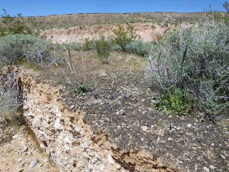 Biological Soil Crust