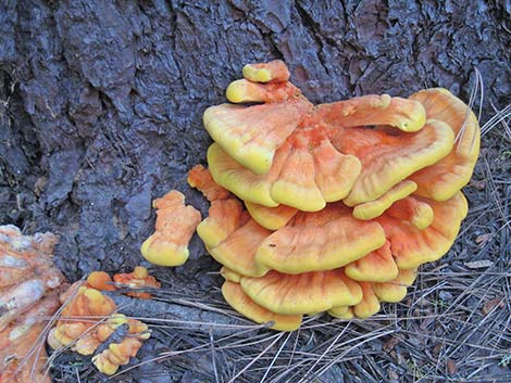 Shelf Fungus