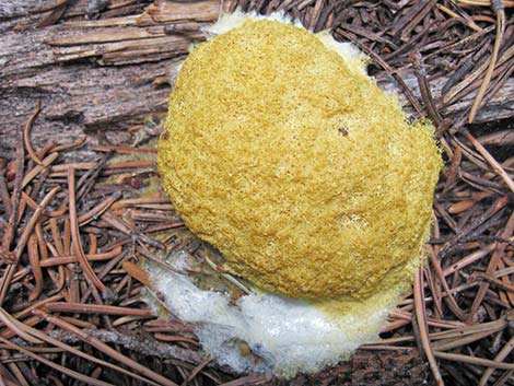 slime mold