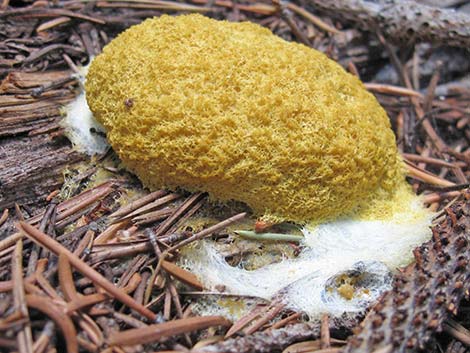 slime mold