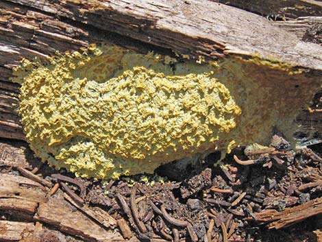 slime mold