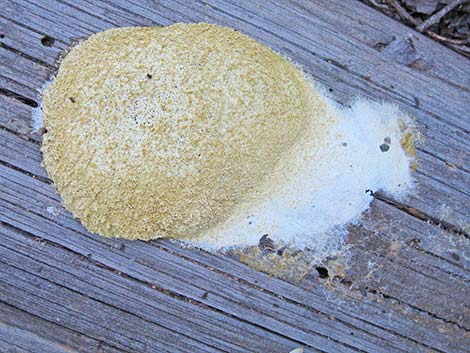 slime mold