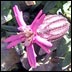 Clokey's Catchfly