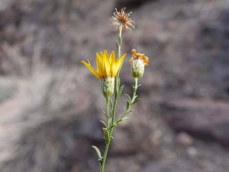 Cooper's Dogweed (Adenophyllum cooperi)