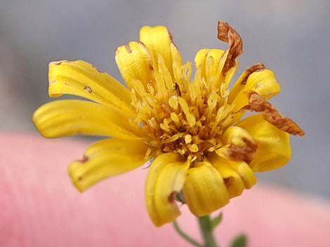 Cooper's Dogweed (Adenophyllum cooperi)