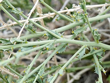 Cooper's Dogweed (Adenophyllum cooperi)